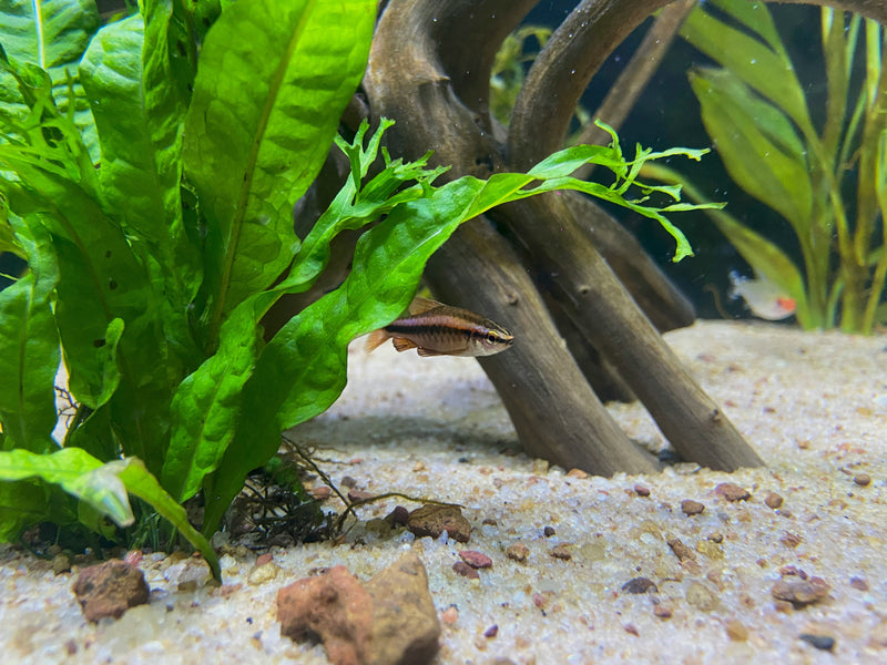 Aquascaping How-To: Top Tips to Create a Stunning Planted Aquarium